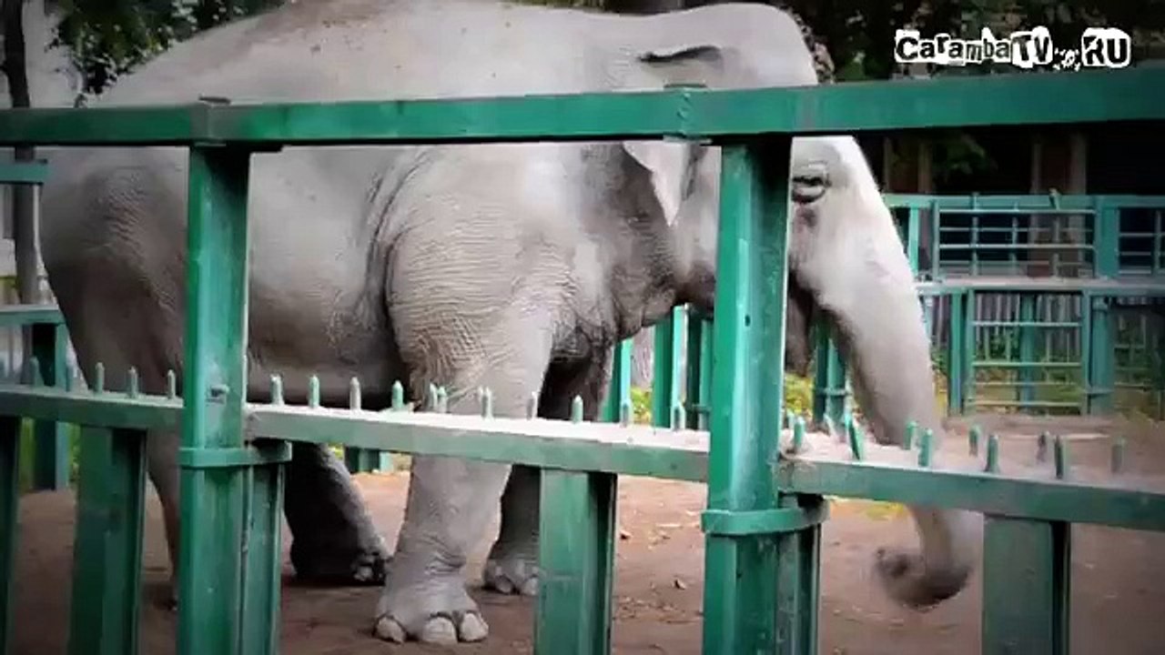 Stylish elephant