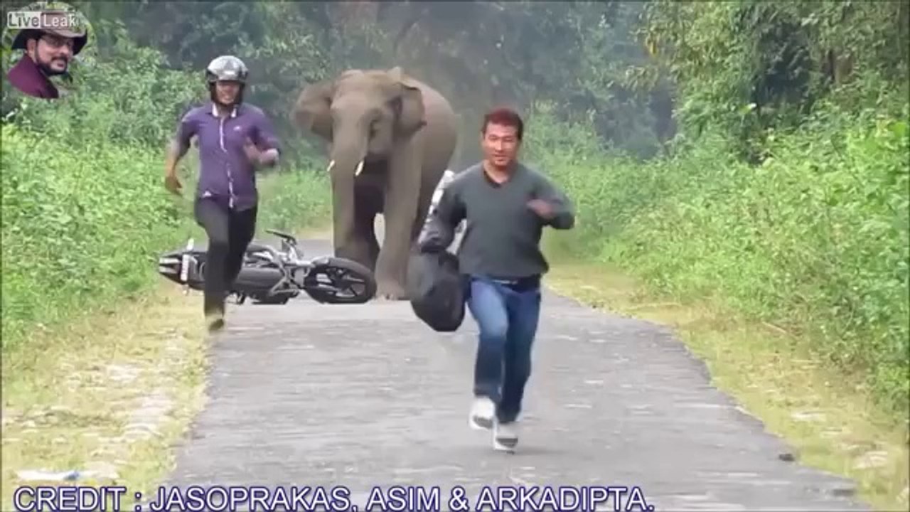 Elephant You Shall Not Pass!