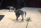 Lykoi Kittens Bounce Around in Excitement