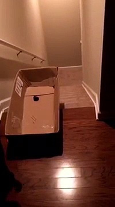 S'amuser avec son chat, pointer un laser rouge sur un carton en haut d'un escalier