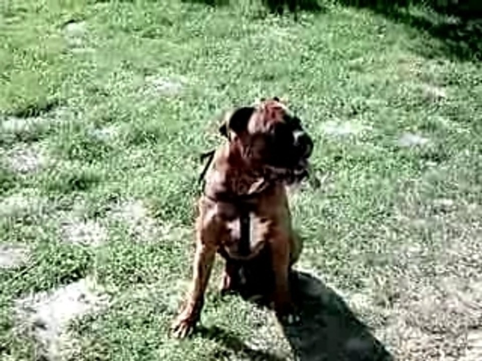boxer