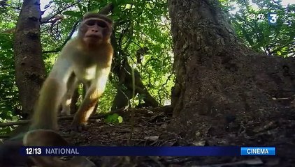 Cinéma : "Au Royaume des singes", un documentaire "made in Disney"