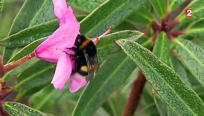 Météo : les plantes perturbées par un automne trop doux