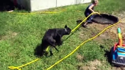 Funny Dog (Must Watch)