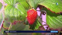 Fraises : elles sont cultivées dans des conteneurs, en plein Paris