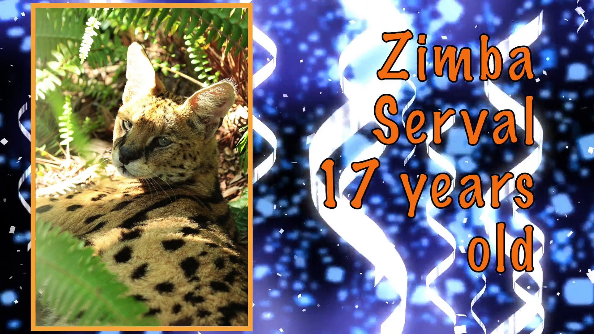 November Big Cat Birthdays