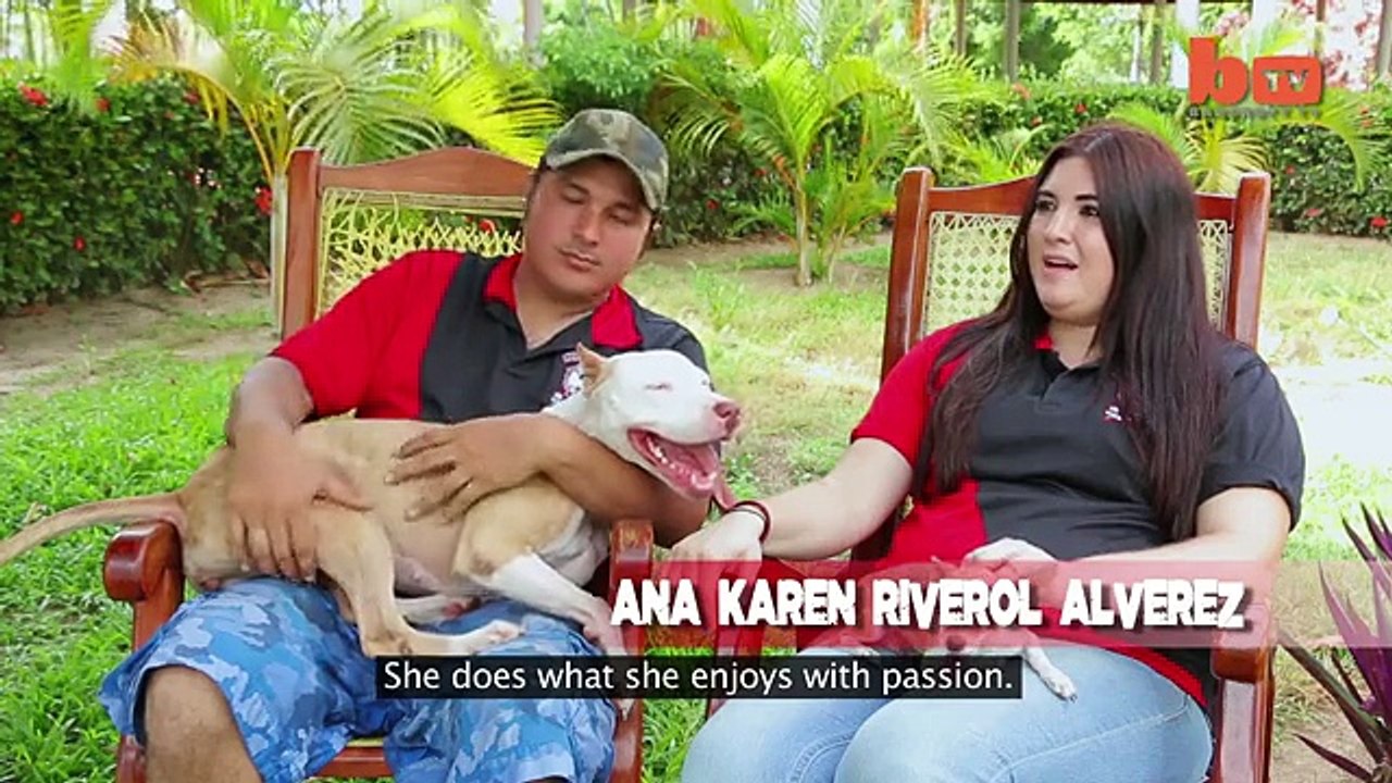 Jumping Dogs Champion Pit Bull Can Leap Up Four Metre Walls-copypasteads.com