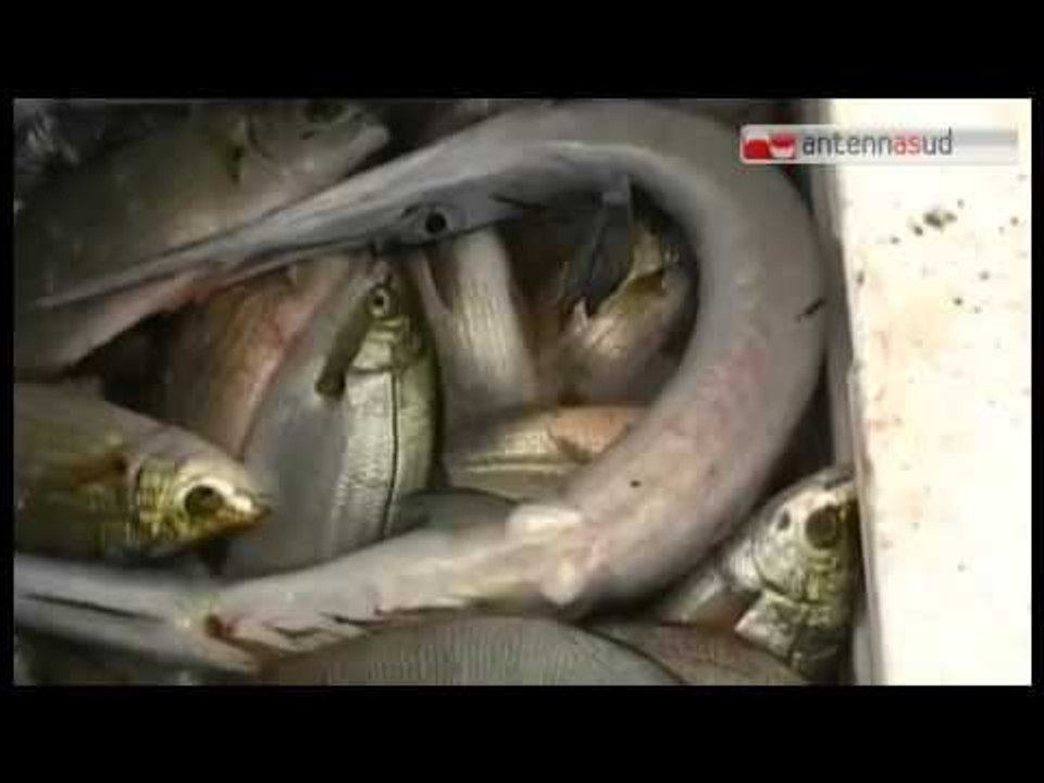 Tg Antenna Sud -  Pescaturismo, una opportunità per la Puglia