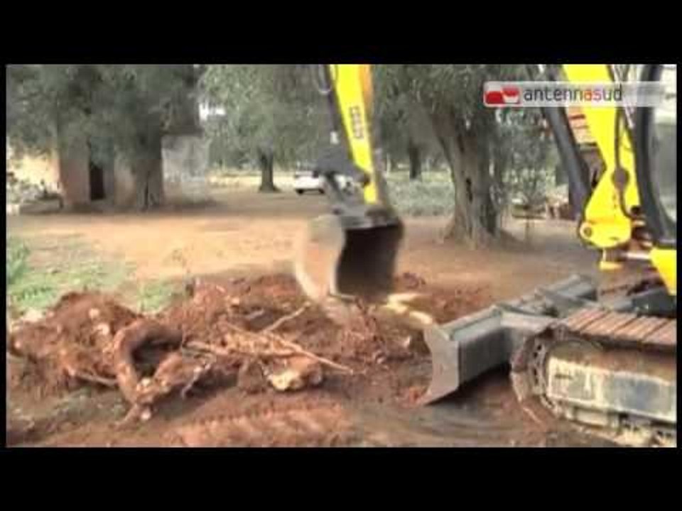 Tg Antenna Sud - Blasi (Pd),  inedificabilità per i suoli attaccati da Xylella