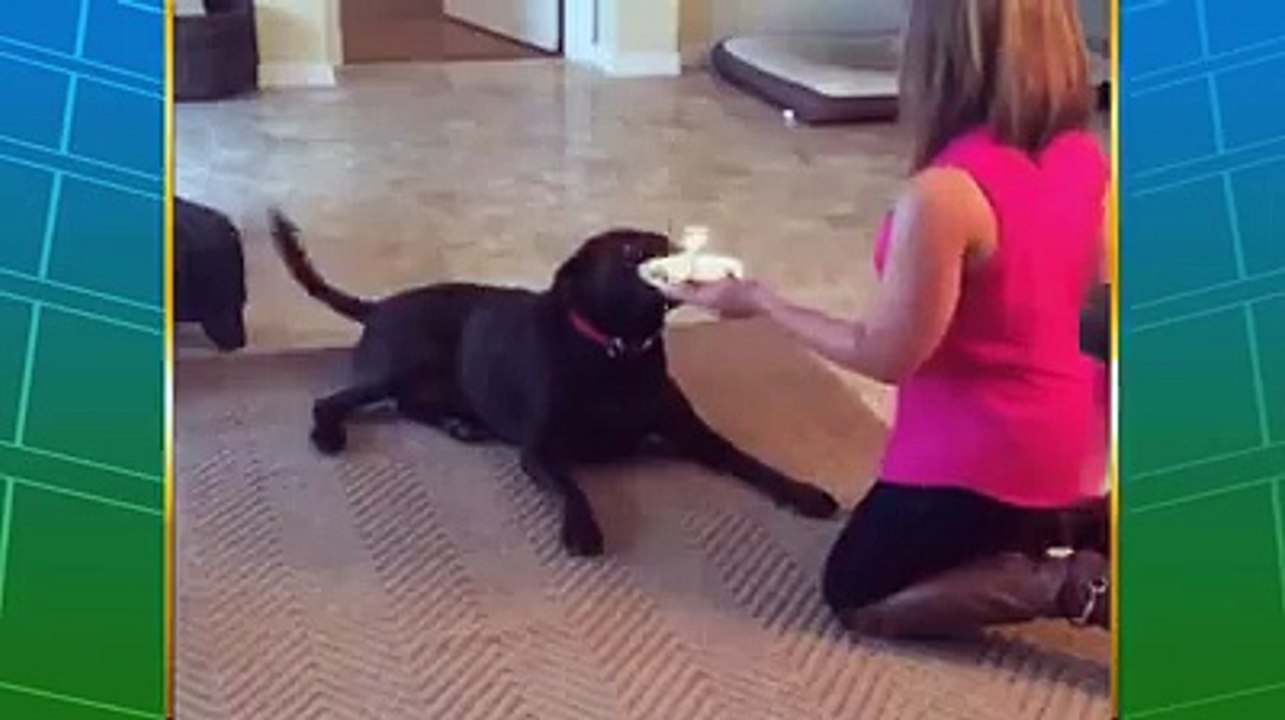 cute puppies funny