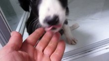 PUPPY