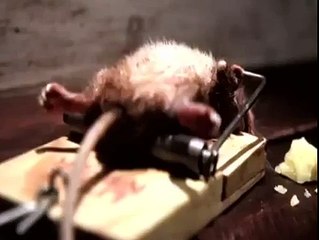 فأر وقع في المصيدة ولكن تحصل المفاجأة