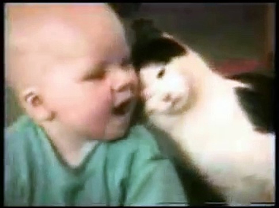 Funny Cats
