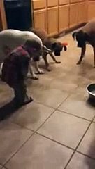 3 Dogs, Baby Boy And A Laser Pointer What Happen Next Make You Smile - YouTube