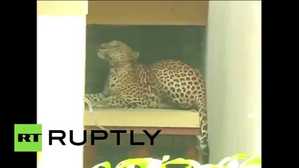 Leopardo revolucionó las calles de una ciudad en India persiguiendo a la gente