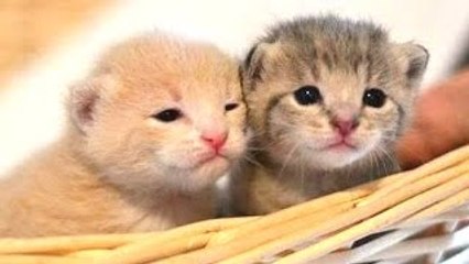 Most Cute Kittens Compilation 2015 [NEW HD]