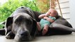 Dogs and cats protecting babies - Cute animal compilation