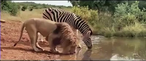 lion +zeebra friendship ,,,drinking water at same place