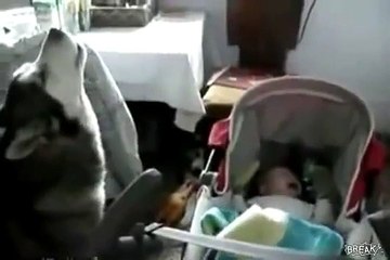 Baby Entertainment - The Funny Dog is drawing things - Animals