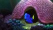 Finding Dory Official Trailer #1 (2016) - Ellen DeGeneres, Idris Elba Animation HD