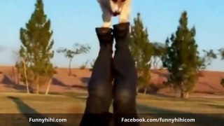 FUNNY CAT Funny dog Funny cats compilation Funny dogs videos