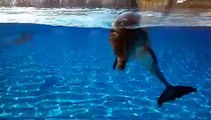 Les dauphins de Marineland, un mois après les inondations