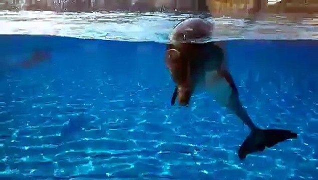 Les dauphins de Marineland, un mois après les inondations