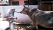 Amazing Smart Cow Drinking Water Great Effort Must See
