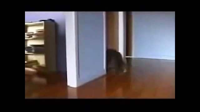 Die besten Katzen Videos - Lustige Katzen Videos