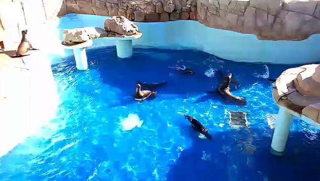 MARINELAND : Visite du bassin aux otaries 1 mois après les intempéries