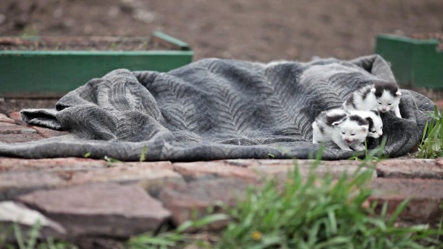 Семья - жизнь