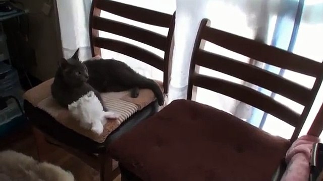 Кот знает что надо делать чтоб его погладили!