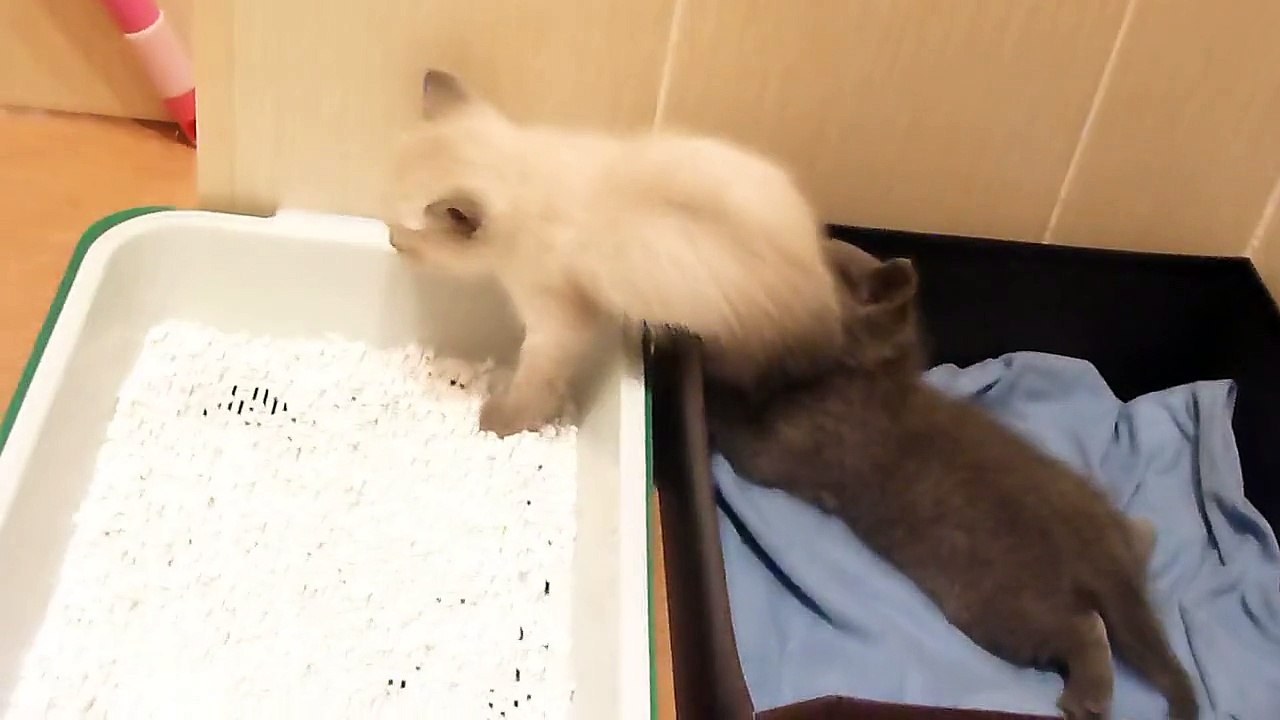 Котята - Бои без правил