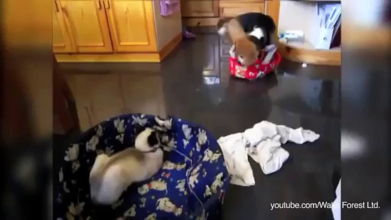 Кошачий беспредел