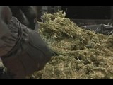 Perugia - Due chili di marijuana in un garage: arrestato trafficante albanese (10.11.15)