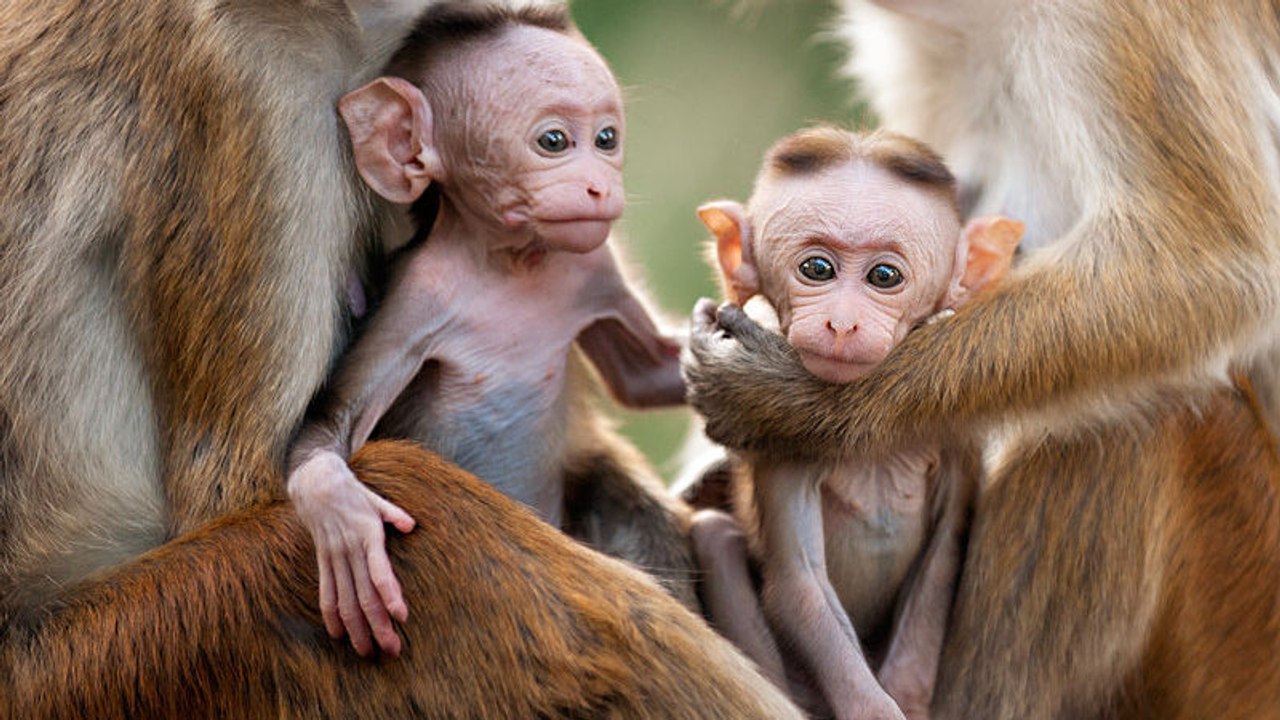 Au Royaume des Singes