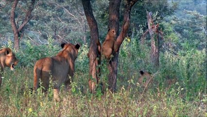 Aslan ile yavruları