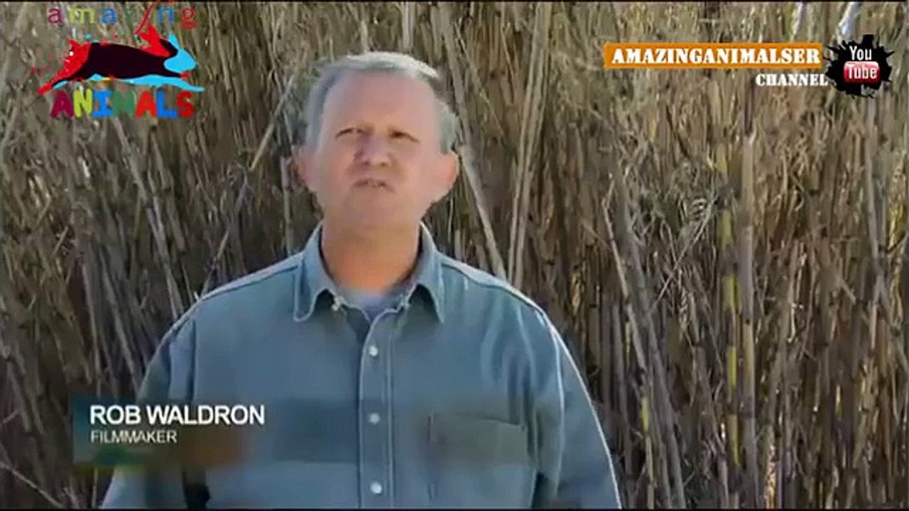 Aslan karşı Mongoose.