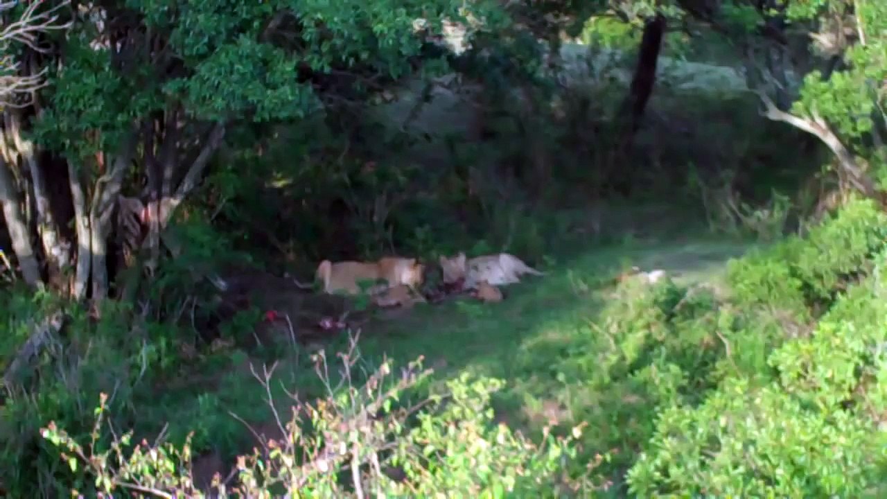 Su dan geçemeyen yavru aslan