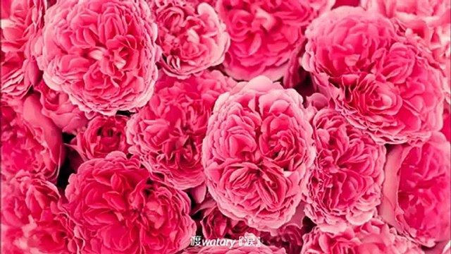 渡 watary - 涙　＜NTTドコモ 「それぞれの旅立ち」篇　テレビCMソング＞