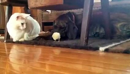 Baby chick's first meet n' greet The feels - YouTube