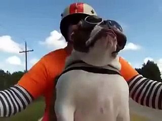 Bulldog Sees A Biker Wave At Us And She Waves Back - YouTube