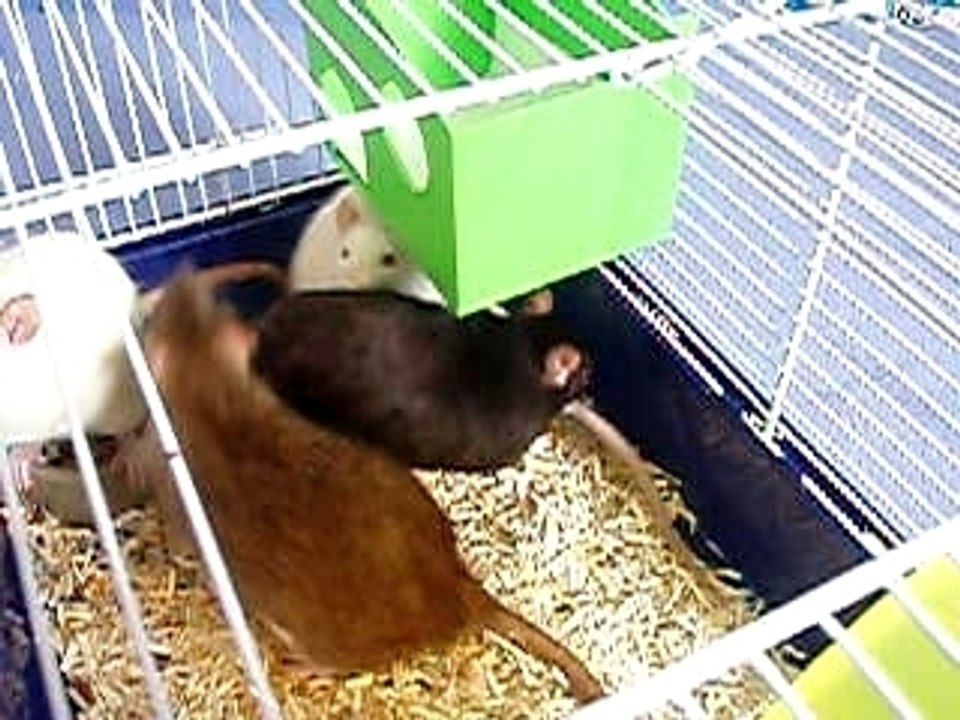 mes tites puces