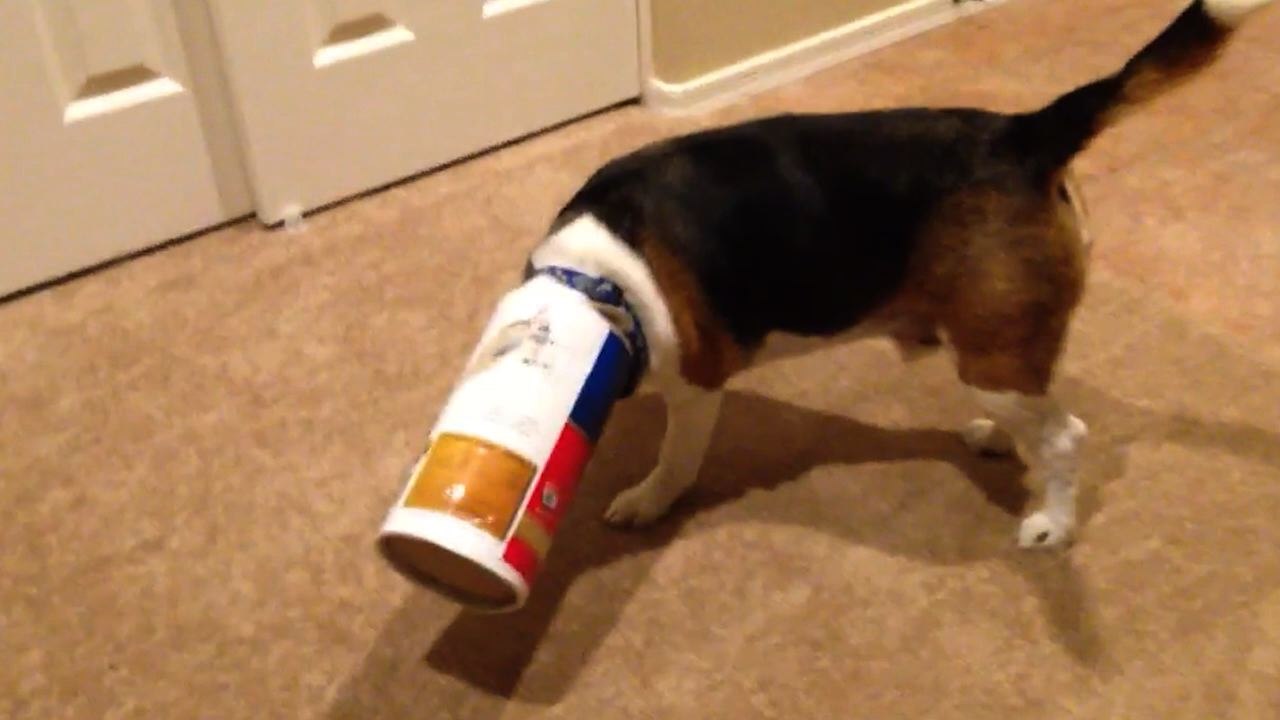 Beagle Gets Head Stuck In Oatmeal Cannister