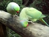 Talking Parrot - Parrots Talk