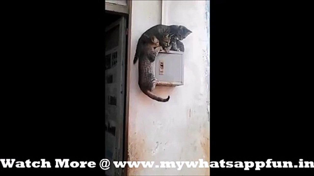 Whatsapp Funny video || Cat Home
