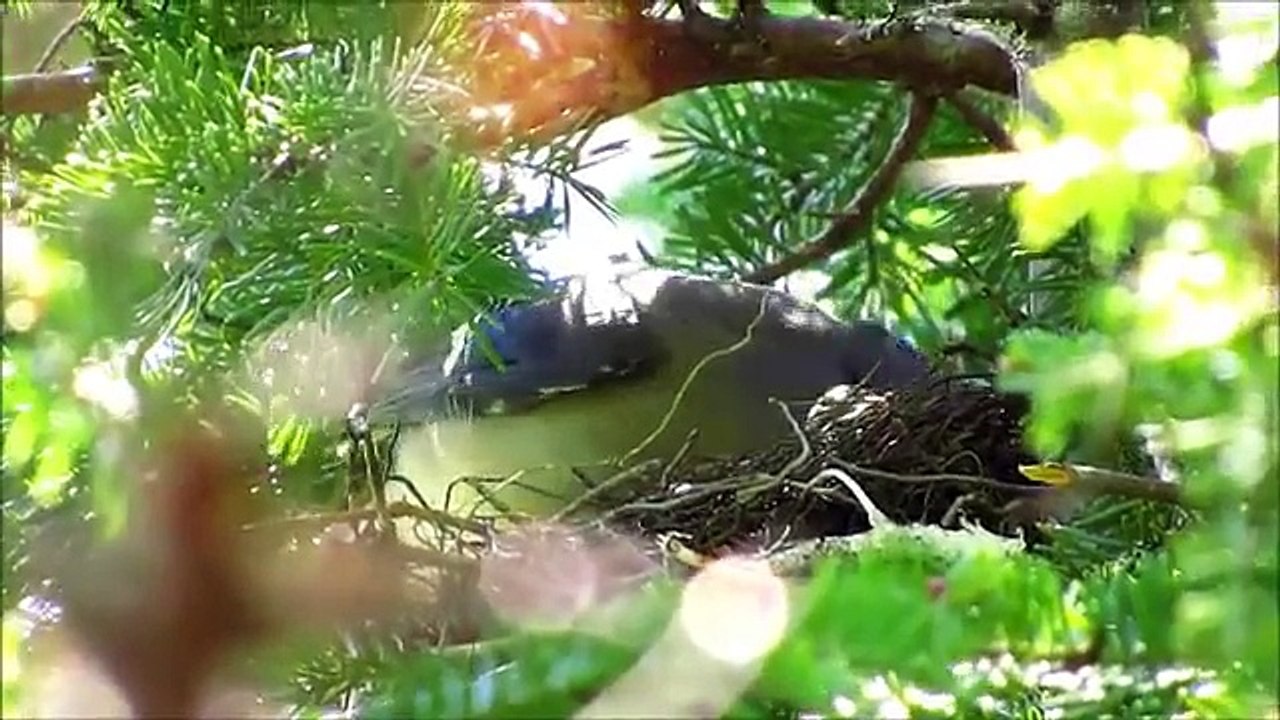Blue Jay Nest - 7 Days Since Hatch