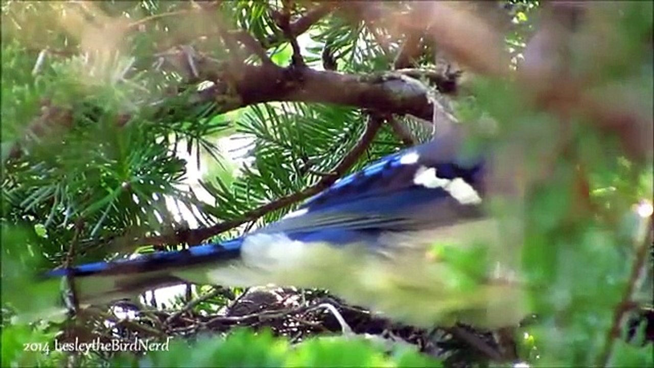 Blue Jay Nest - 9 Days Since Hatch