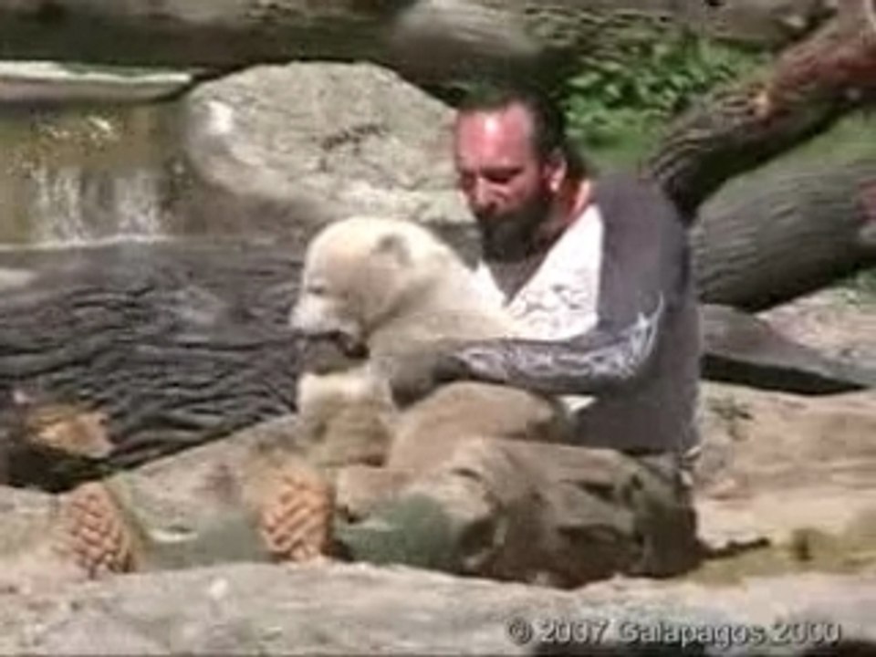 Knut the polar bear
