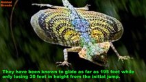 Strange and Unusual Flying or Jumping Animals Animals World
